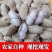 新鲜花生，白沙，四粒红，供各大市场电商加工厂