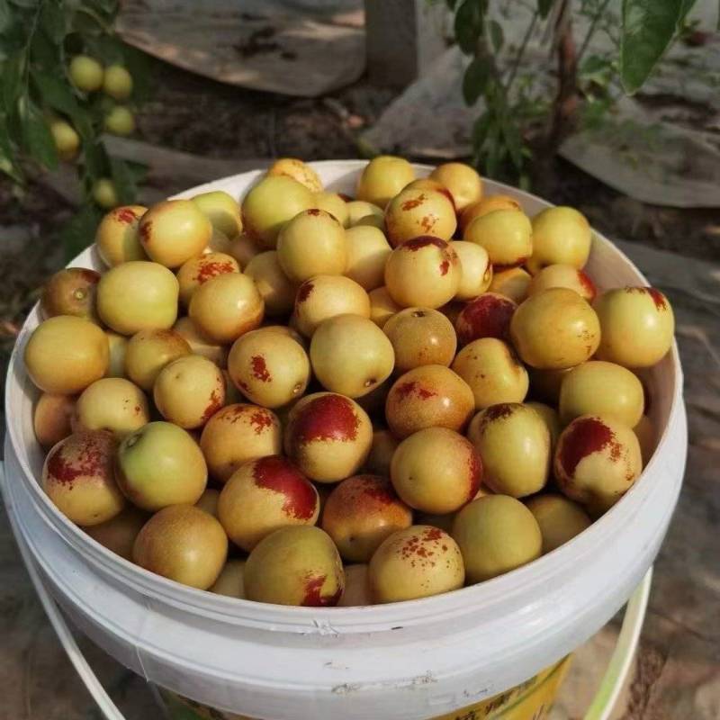 大荔冬枣