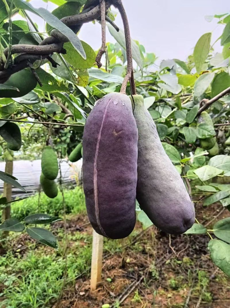 八月瓜