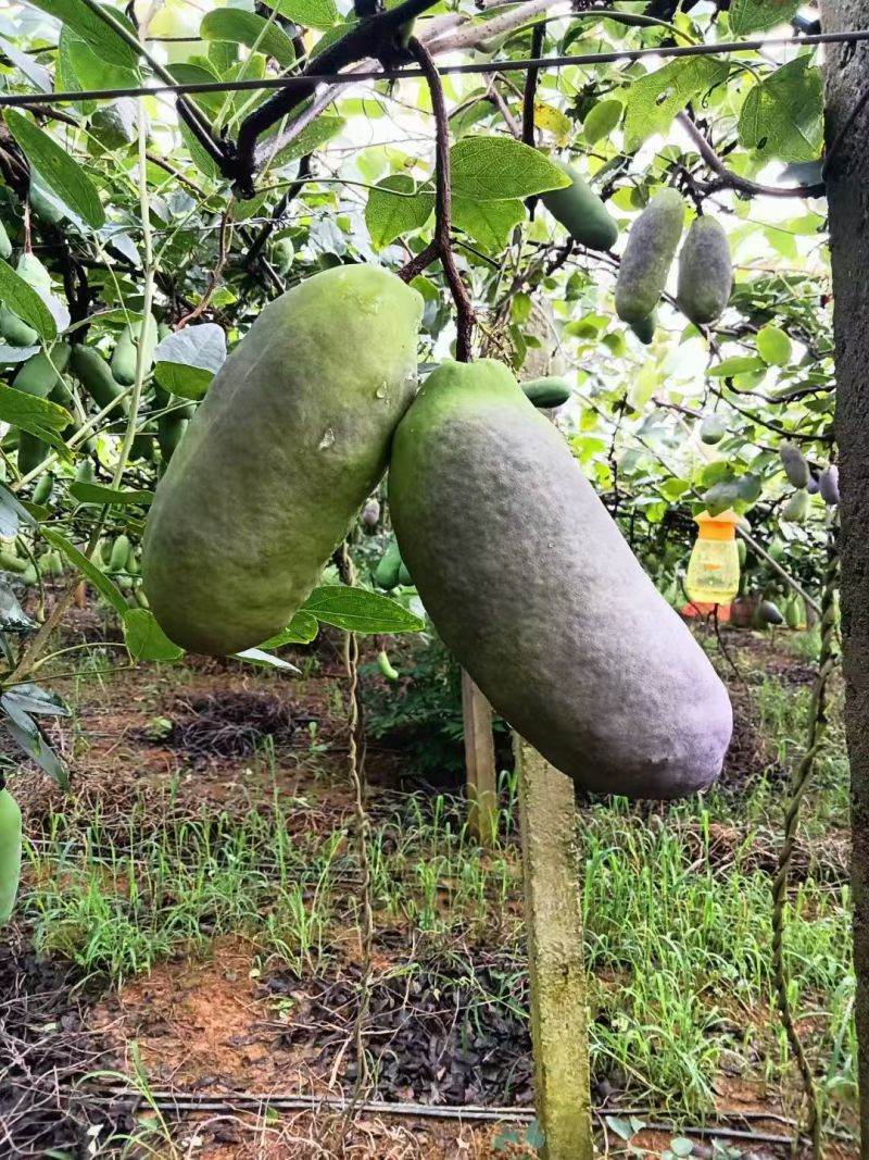 八月瓜