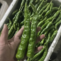 新苗高山鲜辣椒2307螺丝椒8号就螺线椒55号辣椒