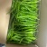 新苗高山鲜辣椒2307螺丝椒8号就螺线椒55号辣椒