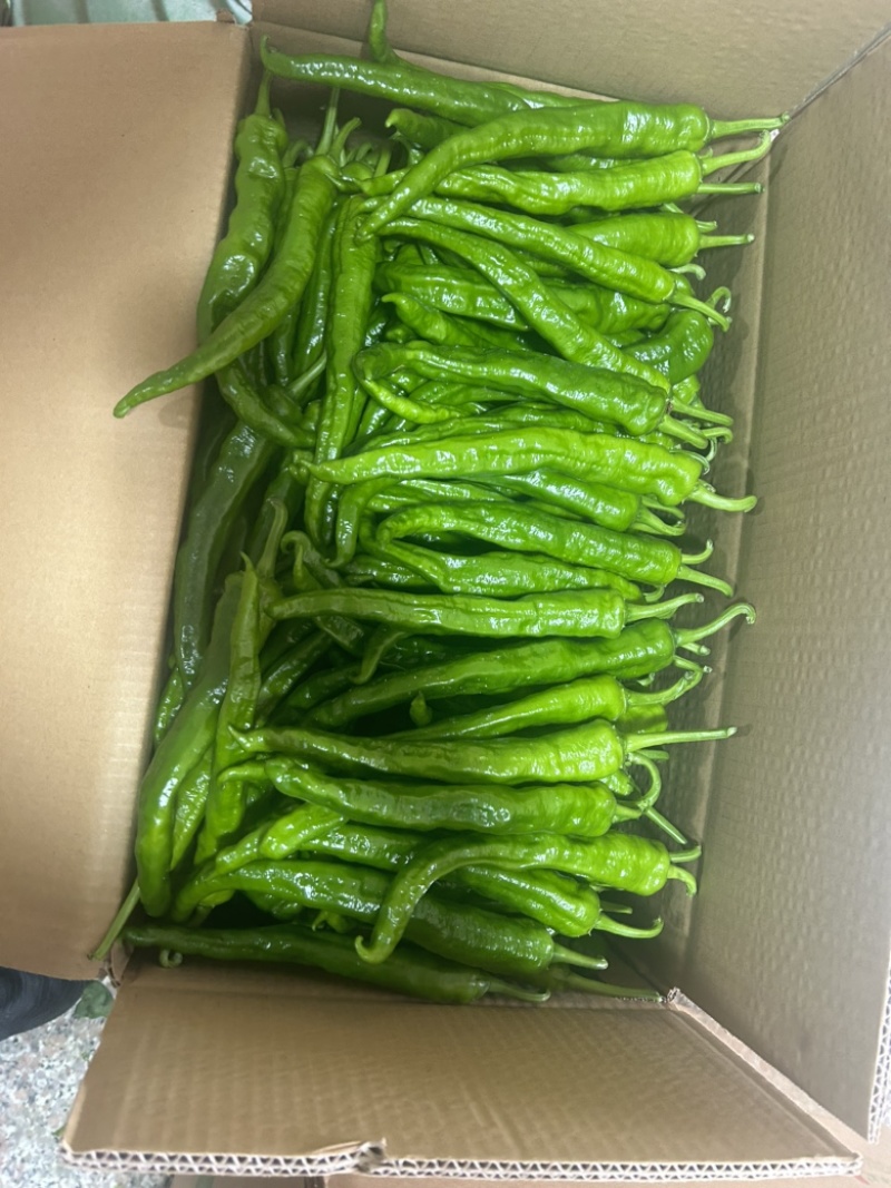 新苗高山鲜辣椒2307螺丝椒8号就螺线椒55号辣椒