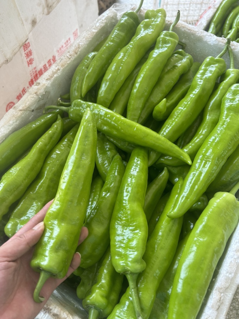 新苗高山鲜辣椒2307螺丝椒8号就螺线椒55号辣椒