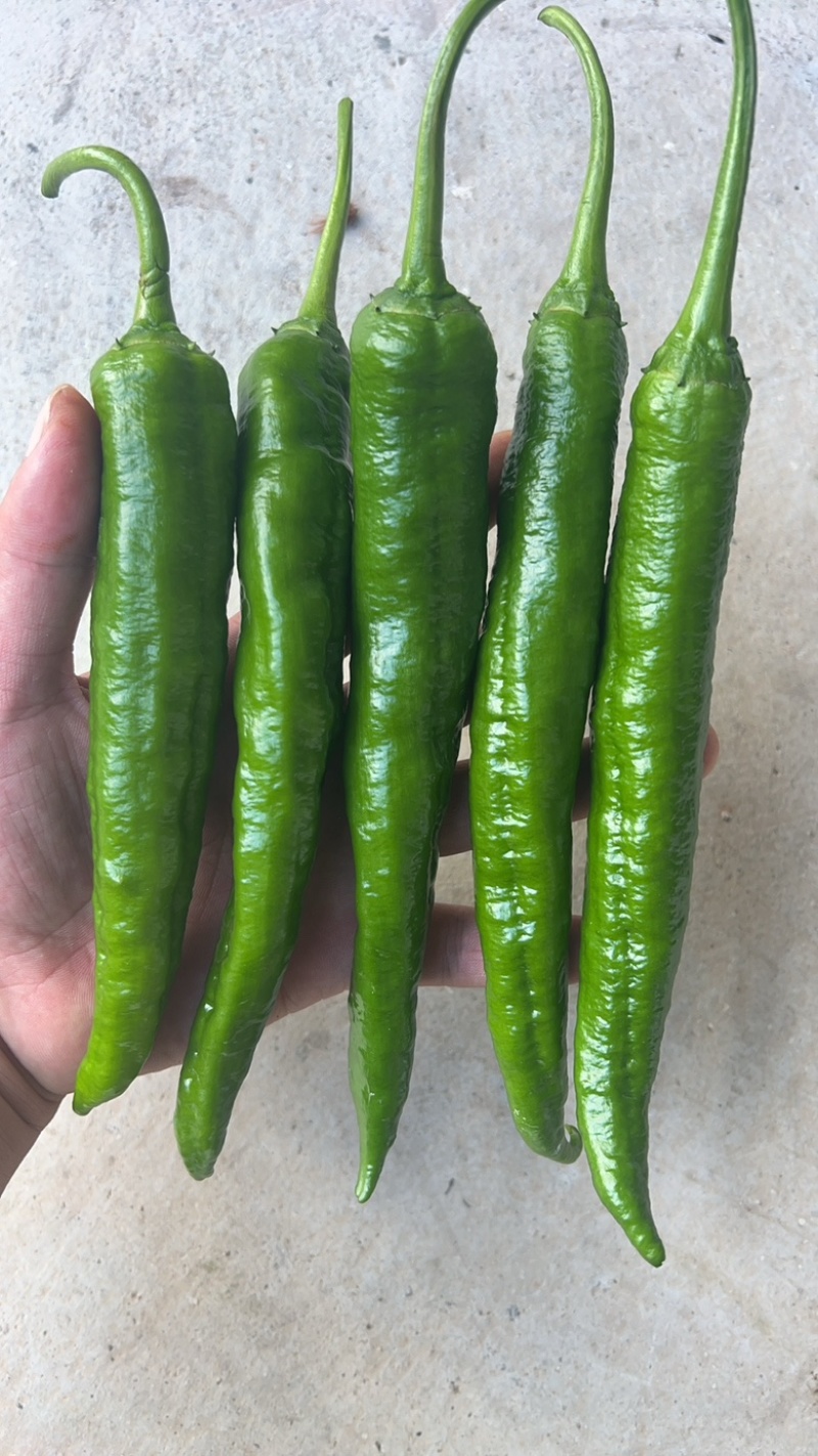 新苗高山鲜辣椒2307螺丝椒8号就螺线椒55号辣椒