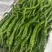 新苗高山鲜辣椒2307螺丝椒8号就螺线椒55号辣椒