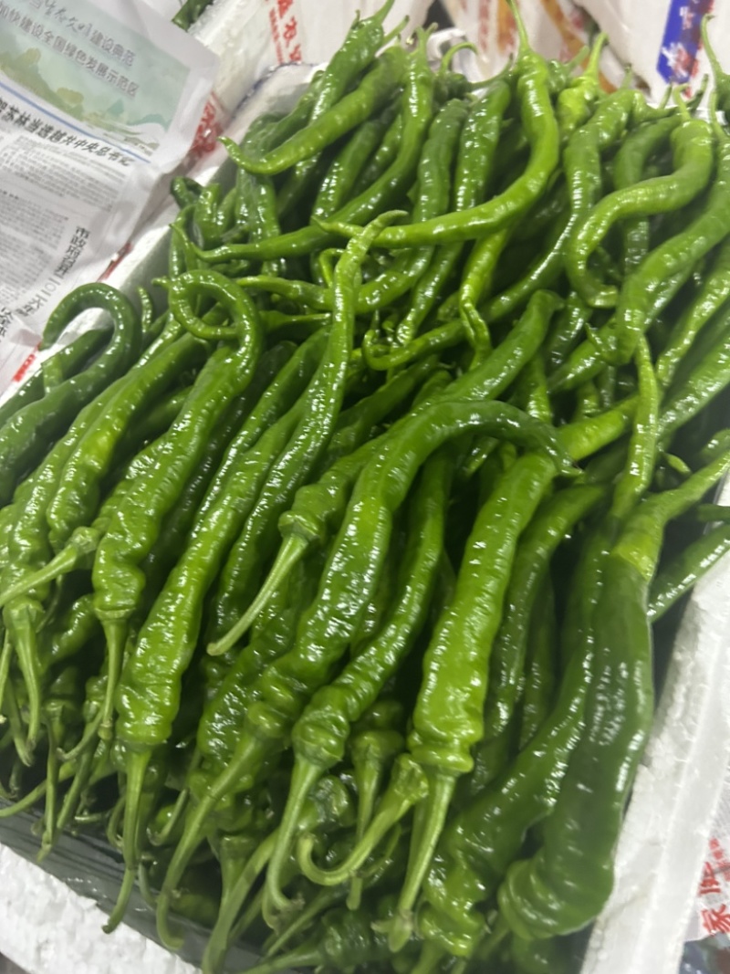 新苗高山鲜辣椒2307螺丝椒8号就螺线椒55号辣椒