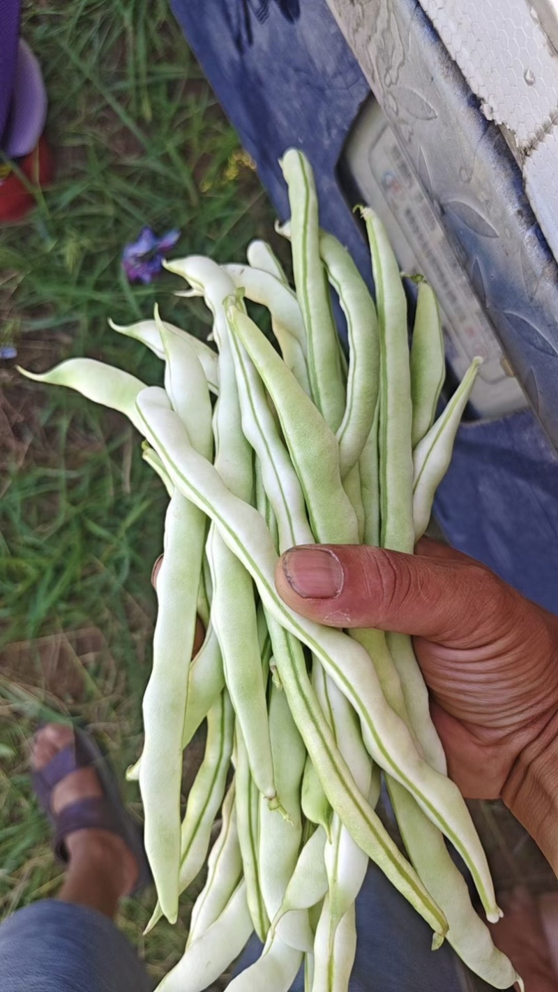 豆角