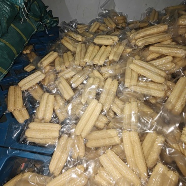 西双版纳拇指玉米
