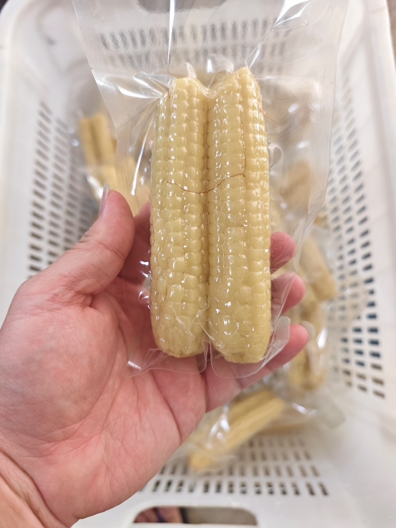 西双版纳拇指玉米