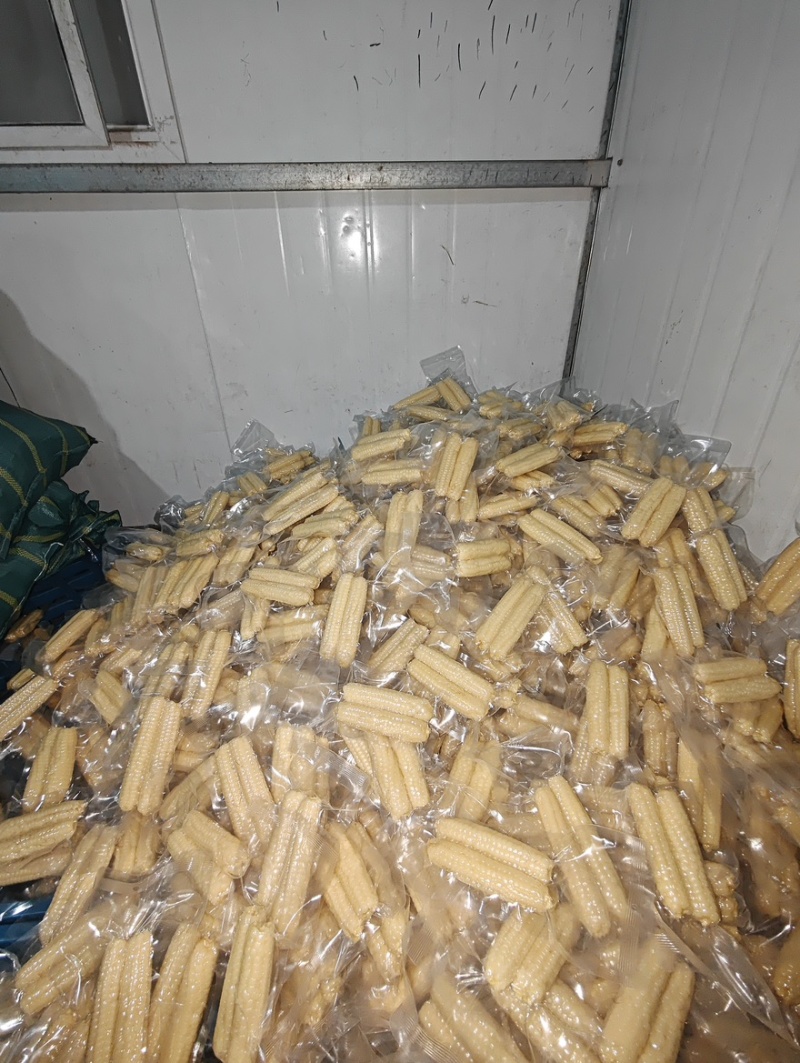 西双版纳拇指玉米