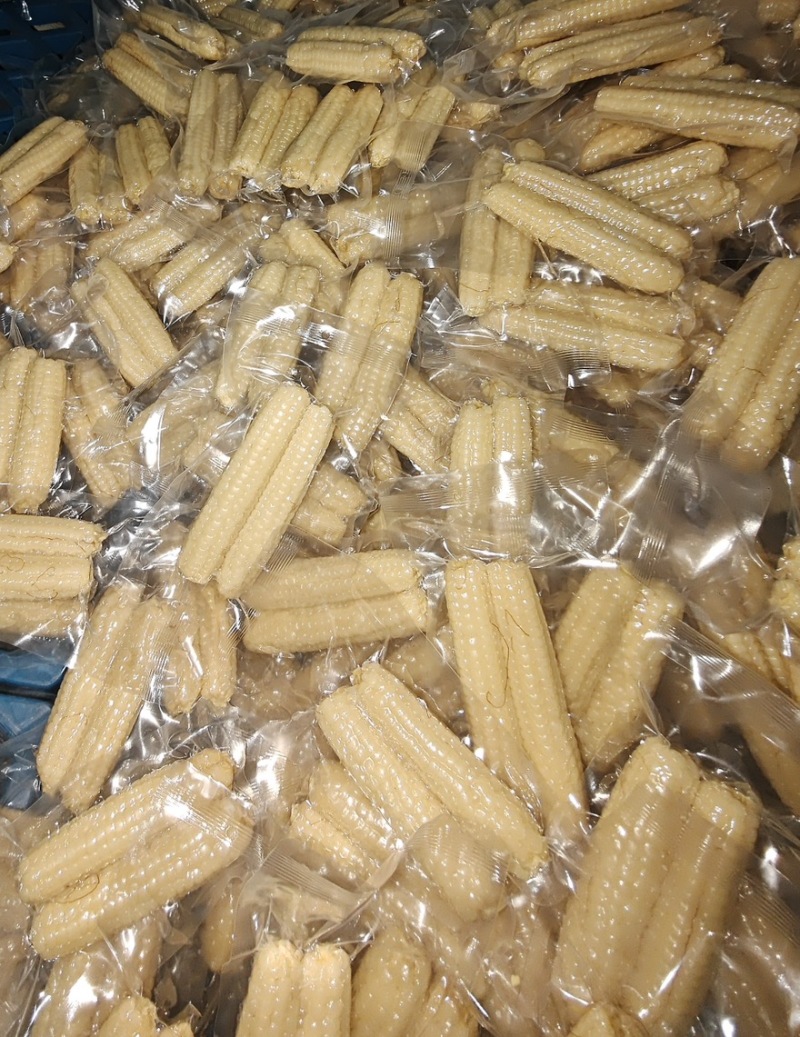 西双版纳拇指玉米
