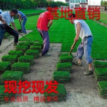 马尼拉草坪草基地直发全国发货欢迎各位老板前来咨询