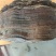 野生桑树，老桑黄，30一40年，重3，7市斤。