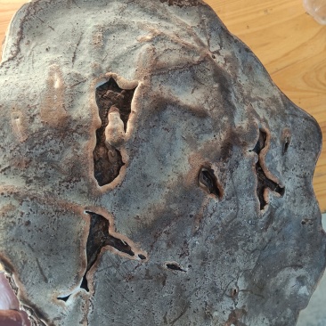 野生桑树，老桑黄，30一40年，重3，7市斤。