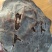 野生桑树，老桑黄，30一40年，重3，7市斤。