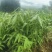 麻竹笋苗广西柳州买竹笛包教技术