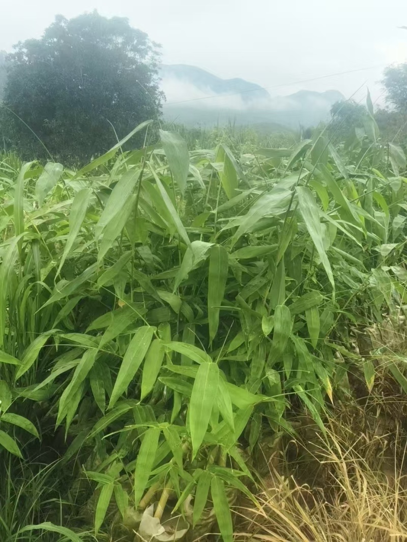 麻竹笋苗广西柳州买竹笛包教技术
