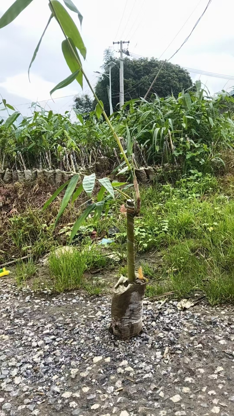 麻竹笋苗广西柳州买竹笛包教技术