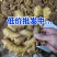 山东小黄姜丨源头产地直供丨货源充足丨欢迎咨询洽谈合作