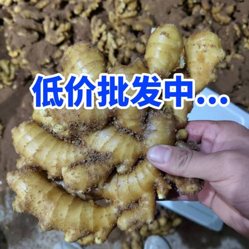 山东小黄姜丨源头产地直供丨货源充足丨欢迎咨询洽谈合作