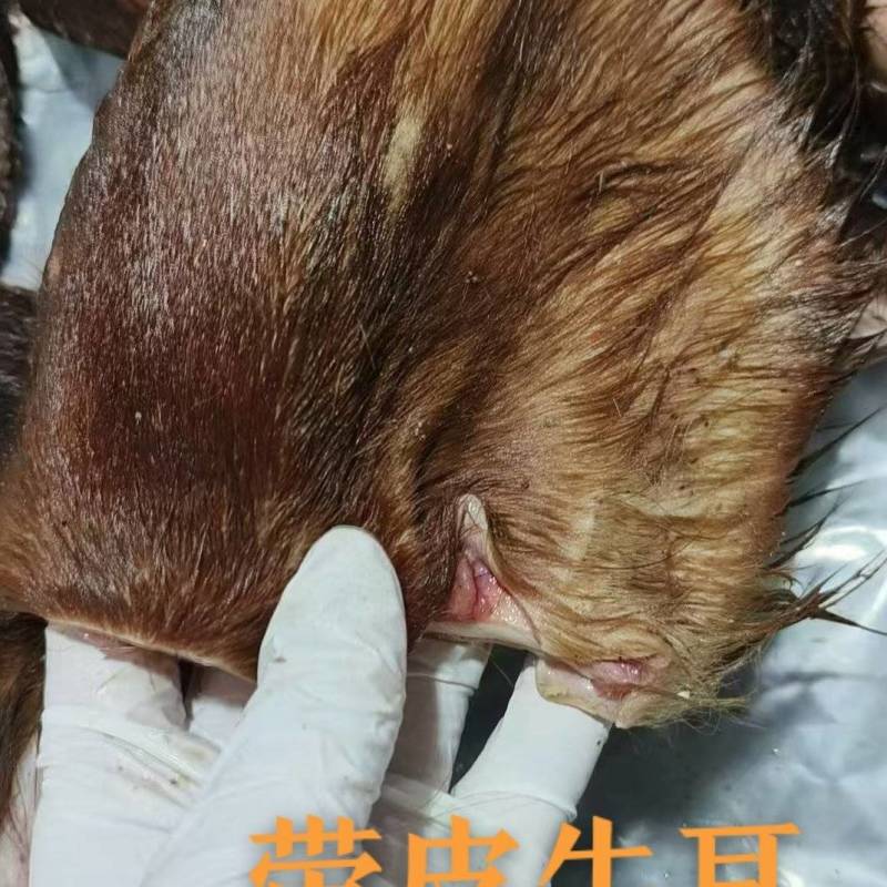 带毛牛耳，工厂直发。有产有量。