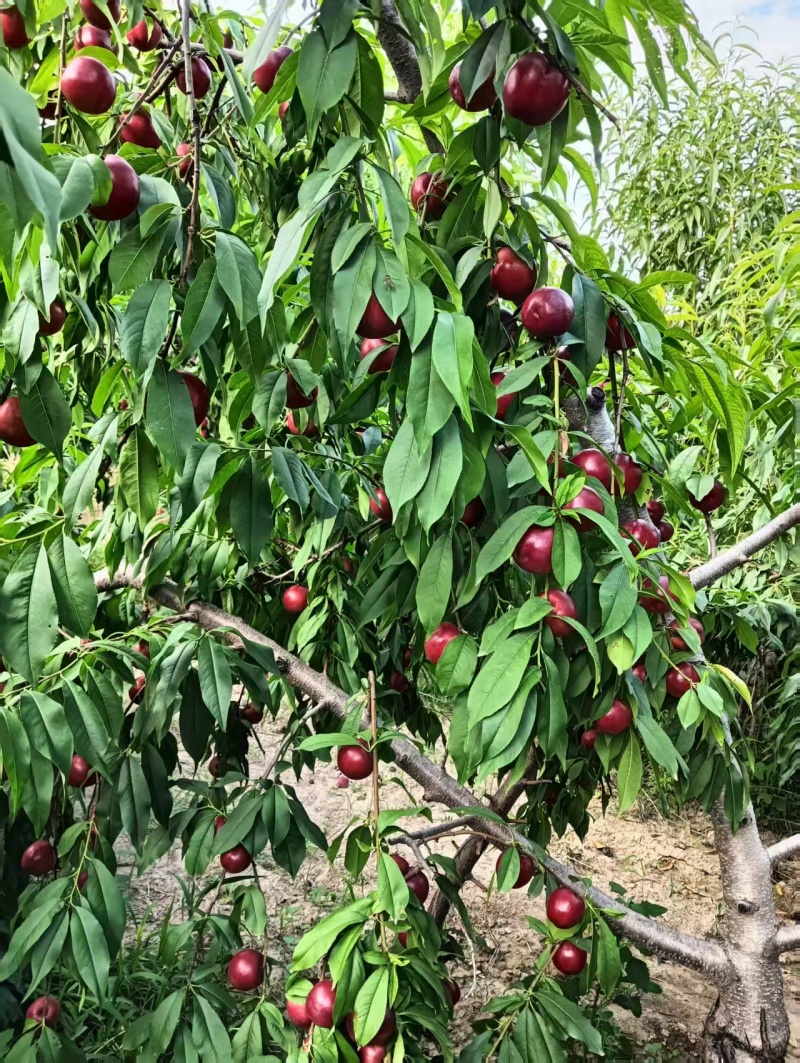 陕西珍珠枣油桃大量上市对接电商市场货发全国