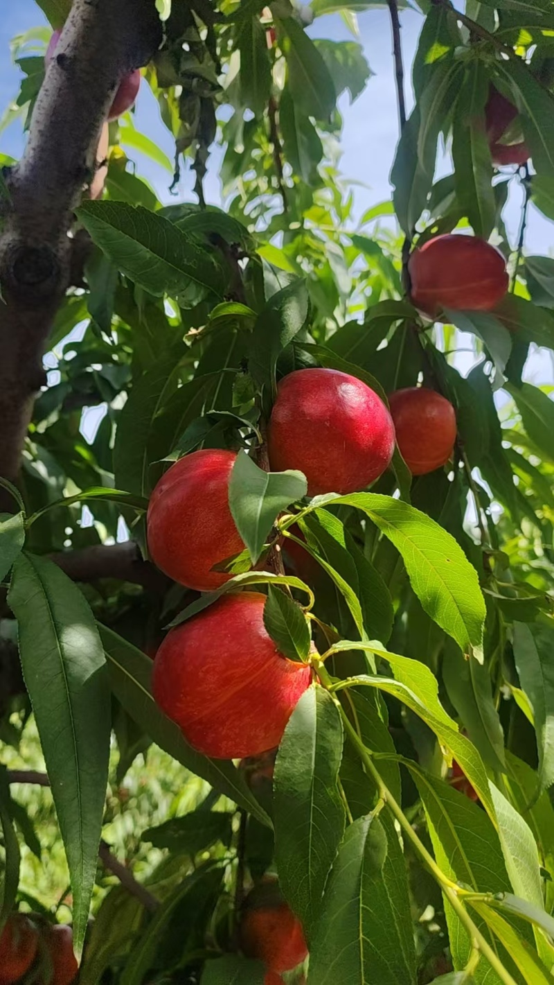 陕西珍珠枣油桃大量上市对接电商市场货发全国