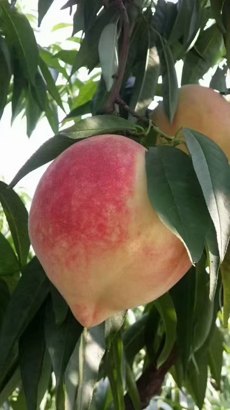 河北离胡早玉