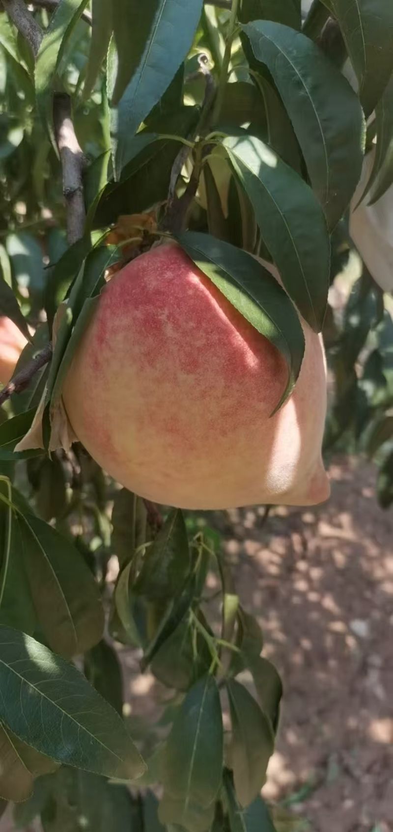河北离胡早玉