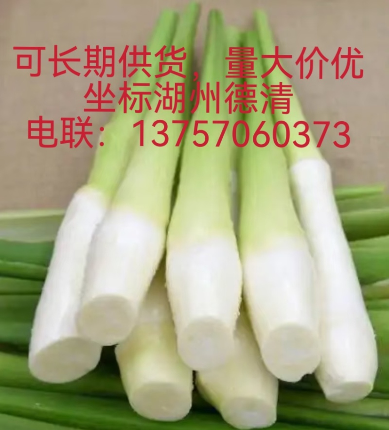 精品优质茭白，各种品类，全国发货，价格美丽