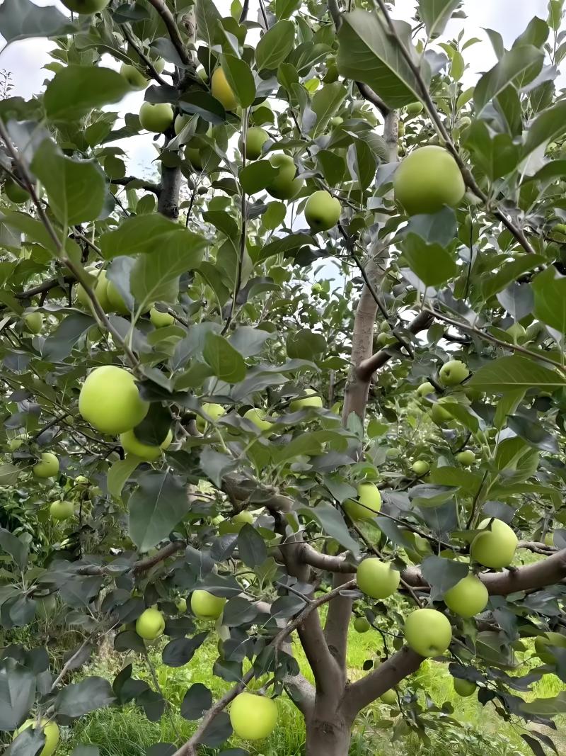 青园翠苹果树苗