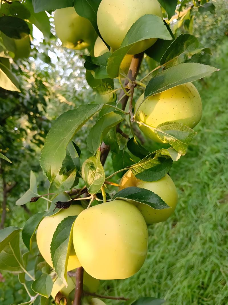 青园翠苹果树苗