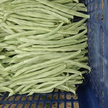 白不老豆角