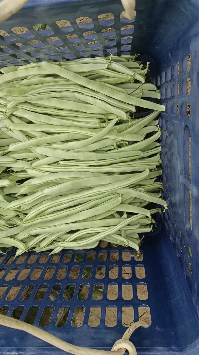 白不老豆角