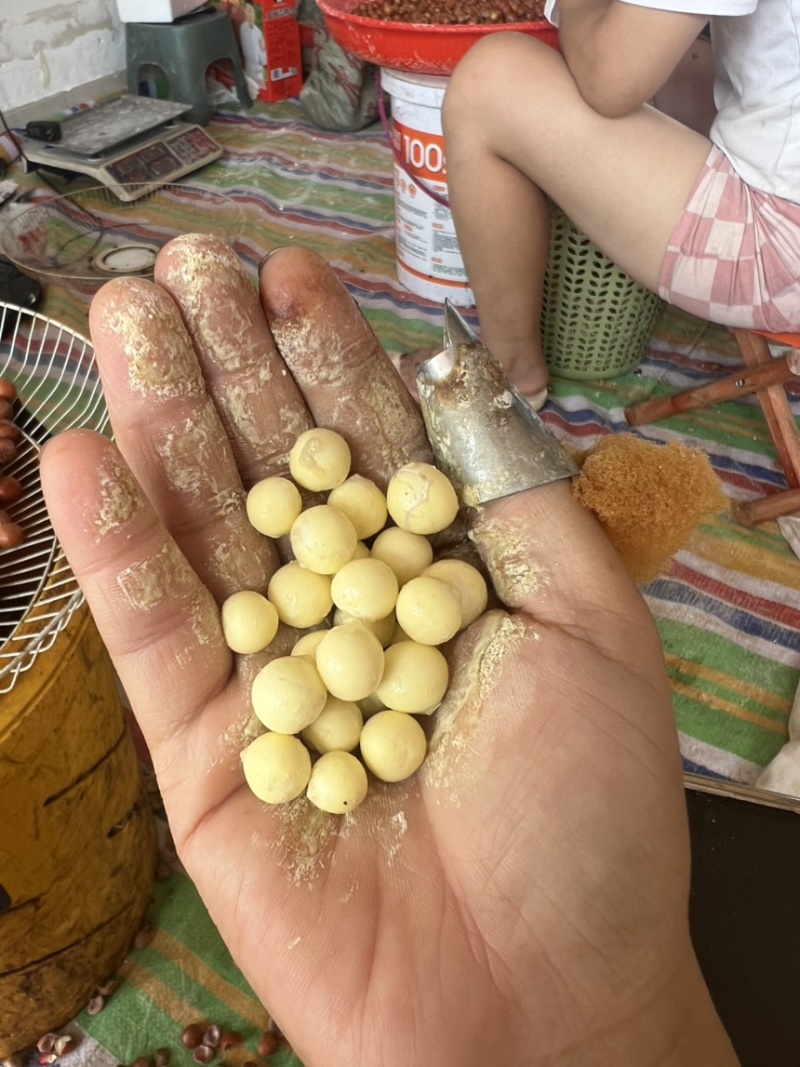 苏州鸡头米要上市啦