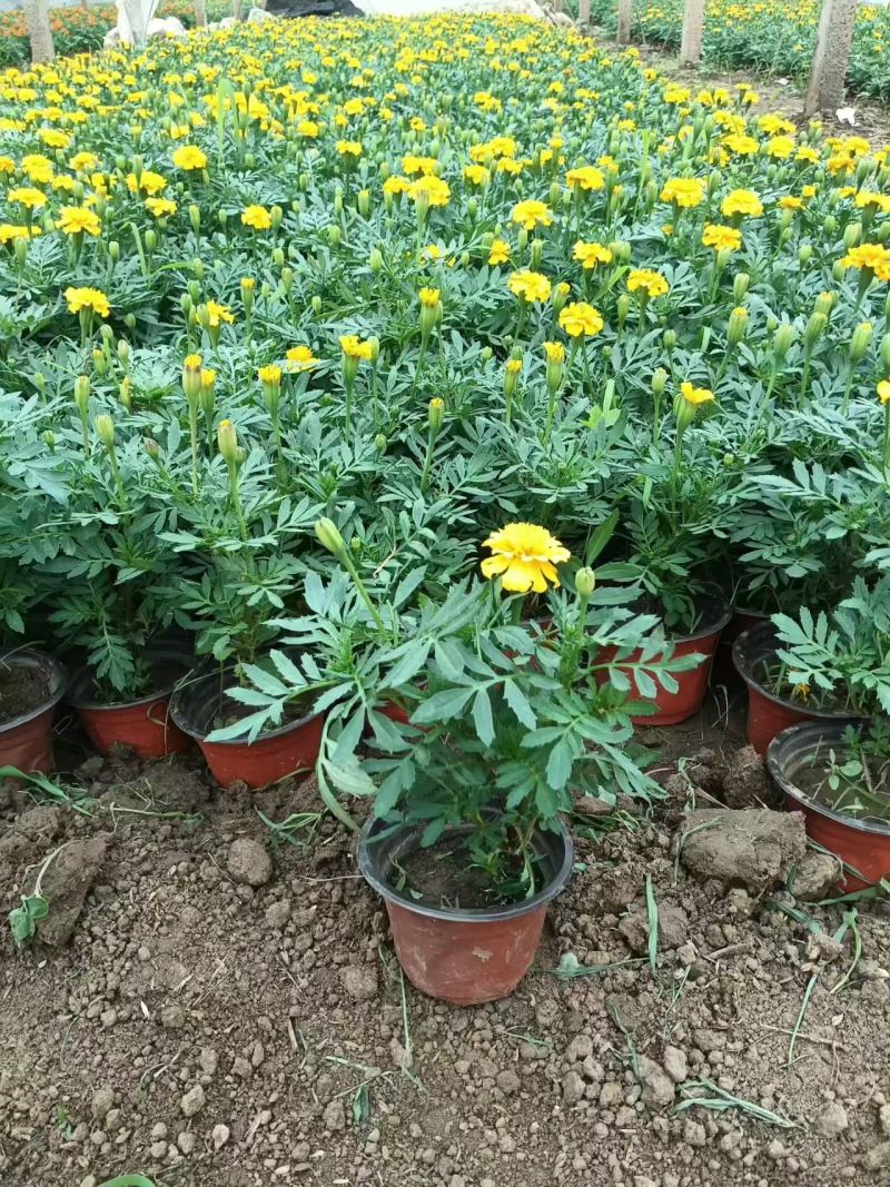 绿化苗木孔雀草#基地批发#适合庭院花园小区绿化带