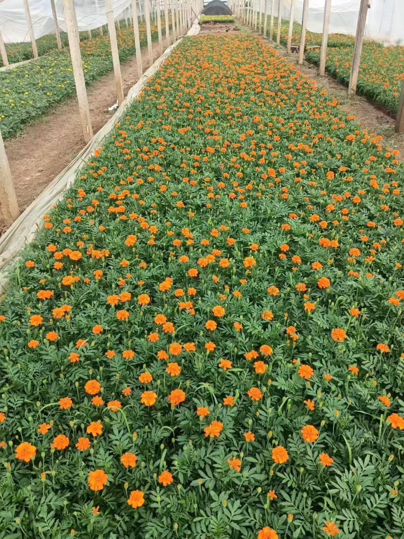 绿化苗木孔雀草#基地批发#适合庭院花园小区绿化带