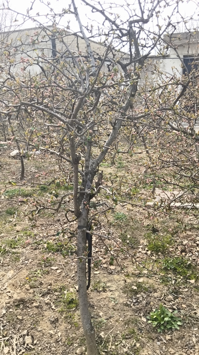 木瓜树