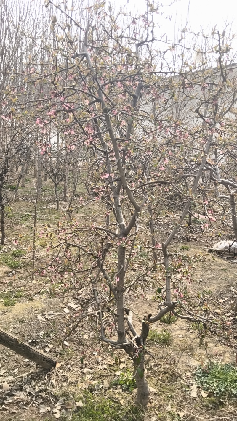 木瓜树