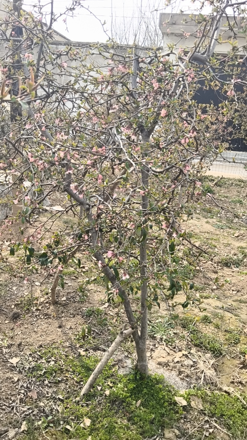 木瓜树