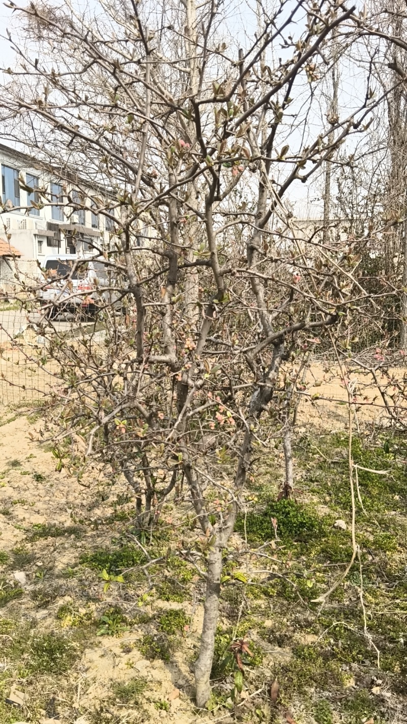 木瓜树