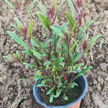 绿化苗木山桃草#基地批发#适合庭院花园小区绿化带