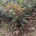 绿化苗木山桃草#基地批发#适合庭院花园小区绿化带