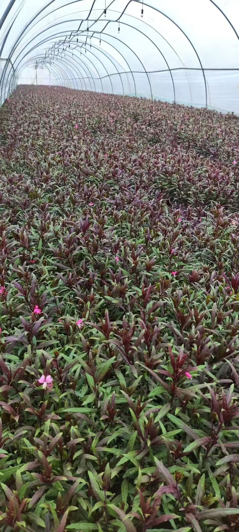绿化苗木山桃草#基地批发#适合庭院花园小区绿化带