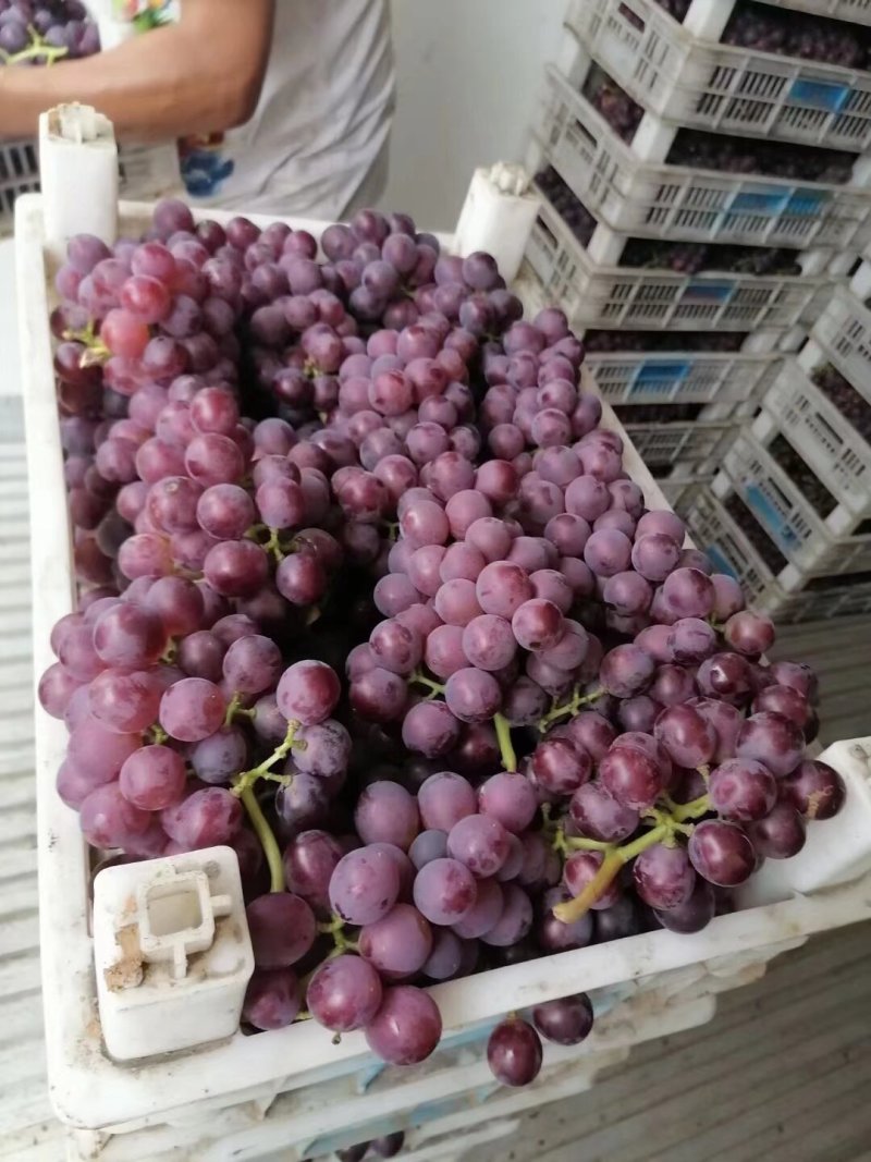 无籽巨峰葡萄