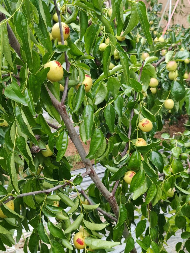 加我微信私聊***********，大荔冬枣现采现发