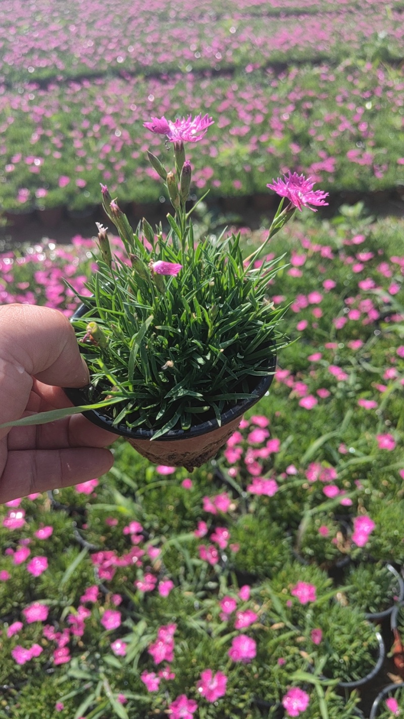 绿化苗木欧石竹#批发基地#适合庭院花园小区绿化带