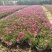 绿化苗木欧石竹#批发基地#适合庭院花园小区绿化带