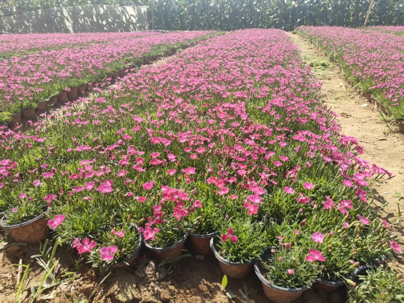 绿化苗木欧石竹#批发基地#适合庭院花园小区绿化带